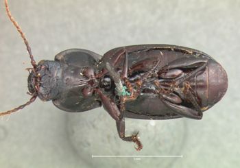 Media type: image;   Entomology 81 Aspect: habitus ventral view